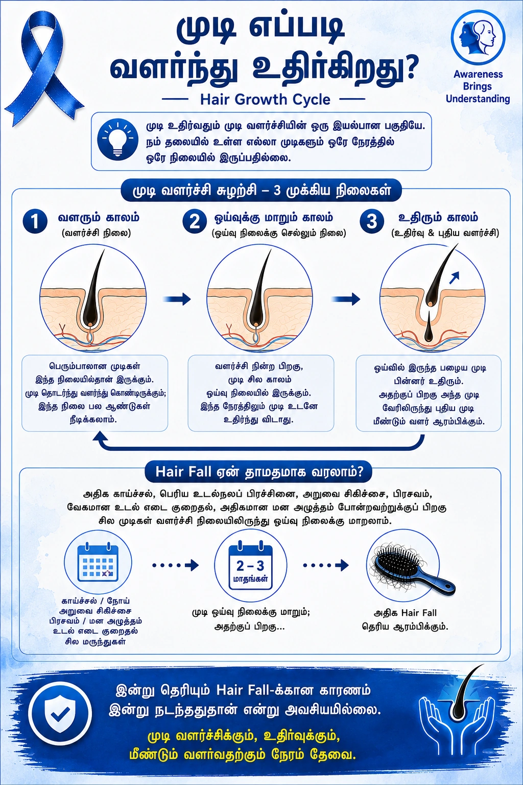 Poster 4: How hair grows and sheds